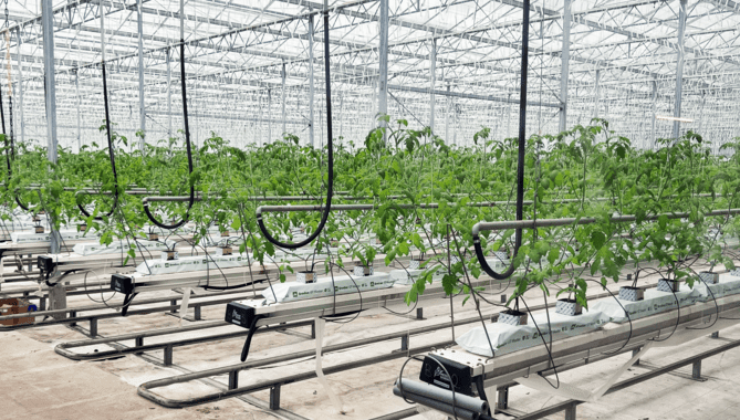 Second CHP powers new greenhouses at Frank Rudd & Sons